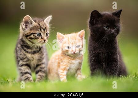 Tre gattini giocosi amichevole seduta e in piedi l'uno accanto all'altro sull'erba nel giardino. Foto Stock