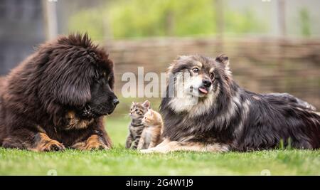 Simbiosi di cani e gattini in giardino. Animali socializzati gatti e cani. Foto Stock