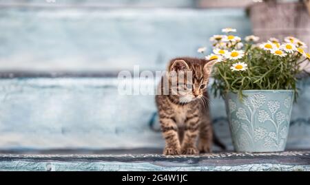 Un piccolo gattino tabby che si nasconde dietro un secchio pieno di fiori su scala. Foto Stock