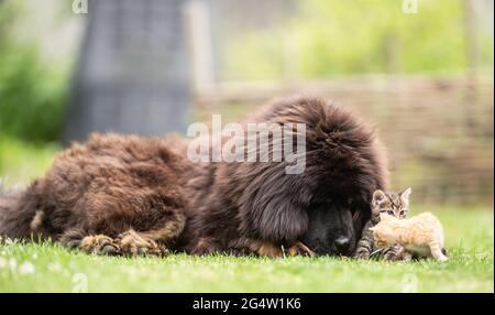 Gigante tibetano mastiff cucciolo giocare amichevole con piccoli gattini tabby nel cortile sull'erba. Foto Stock