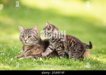 Un piccolo gattino tabby che tormenta la sua mamma gatto in giardino. Foto Stock