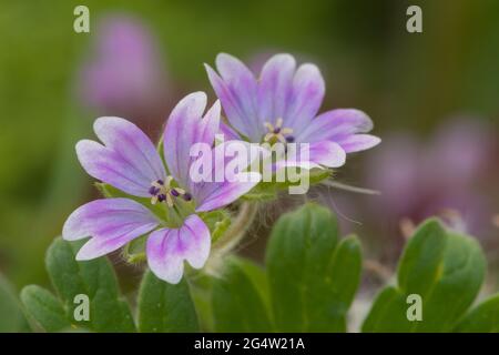 Macro shot di colombe piede geranio (geranio mollo) fiori in fiore Foto Stock