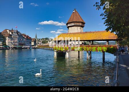 Il famoso Ponte della Cappella coperto in legno e la torre dell'acqua a Lucerna, con due cigni che nuotano in primo piano, la Svizzera Foto Stock