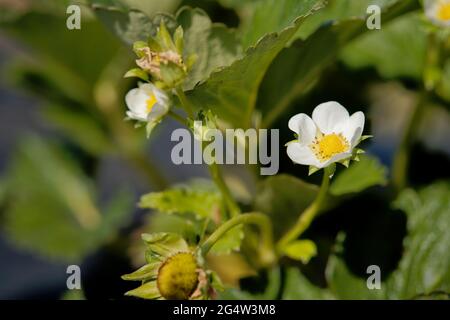 Fuoco selettivo dei fiori di fragola Foto Stock