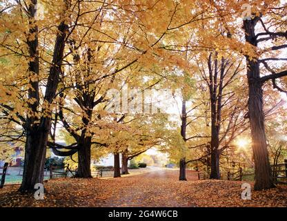 Sunburst attraverso alberi di acero autunno su strada di campagna a Hollis, New Hampshire Foto Stock