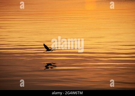 Silhouette di volo grande airone blu riflesso in acqua al tramonto Foto Stock