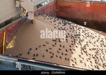 Еlevator i carichi con gru vengono forniti con il grano. Uccelli in massa tenere durante il carico di grano. Affare hold whelp. Elevatore granella. Mantenimento riempimento. Grano in b Foto Stock