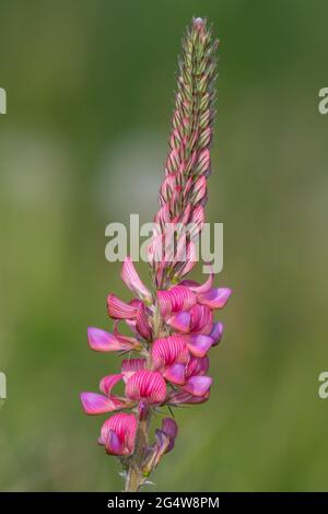 In prossimità di un comune lupinella (Onobrychis viciifolia) fiore in fiore Foto Stock