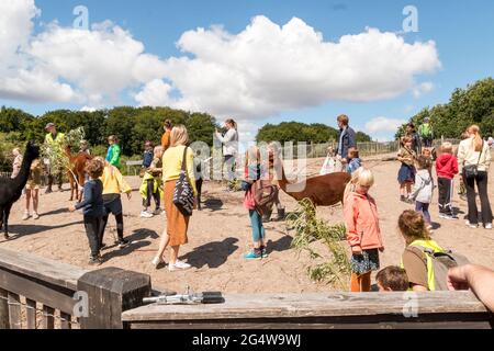 Ebeltoft, Danimarca - 21 luglio 2020: I bambini nutrono i lama con rami mentre gli adulti guardano, sole, cielo blu Foto Stock