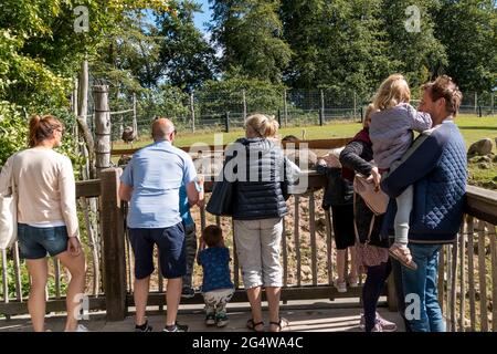 Ebeltoft, Danimarca - 21 luglio 2020: La gente guarda gli struzzi, cielo blu Foto Stock