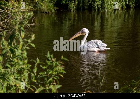 Ebeltoft, Danimarca - 21 luglio 2020: I pellicani nuotano in un lago, alberi e fiori Foto Stock