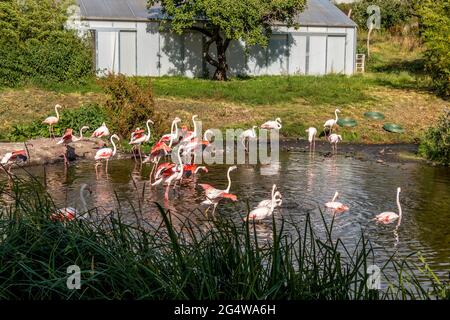 Ebeltoft, Danimarca - 21 luglio 2020: Fenicotteri in un piccolo lago, fenicotteri rosa Foto Stock