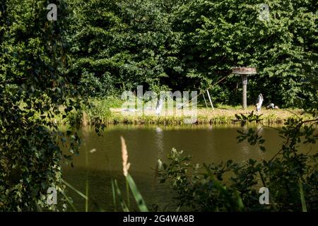 Ebeltoft, Danimarca - 21 luglio 2020: I pellicani nuotano in un lago, alberi e fiori Foto Stock