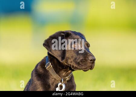 Il simpatico cucciolo nero di labrador Retriever si starra in lontananza con un tramonto dorato che illumina intorno a loro e sullo sfondo. Foto Stock