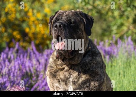 Il mastiff brindle siede in un campo di fiori verdi e viola Foto Stock