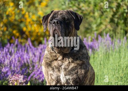 Il mastiff brindle siede in un campo di fiori verdi e viola Foto Stock