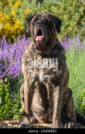 Il mastiff brindle siede in un campo di fiori verdi e viola Foto Stock