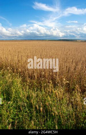 Piantagione di soia in una fattoria nella città di Dourados, Mato Grosso do sul, Brasile Foto Stock