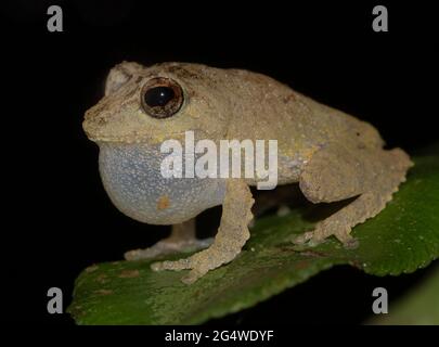 Rana bruna su una foglia; rana piccola; rana carina; Pseudophilautus mittermeieri dallo Sri Lanka; endemica dello Sri Lanka; rane nella città; Foto Stock