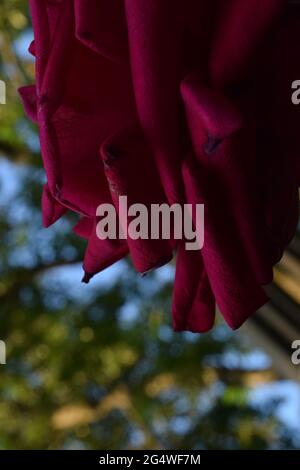 primo piano di rosa da un angolo insolito Foto Stock