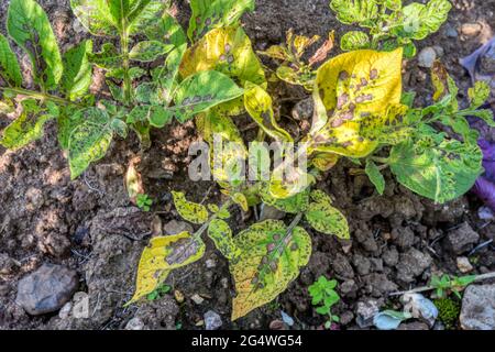 Macchie marroni su foglie di patata Vivaldi affette da una prima luce. Foto Stock