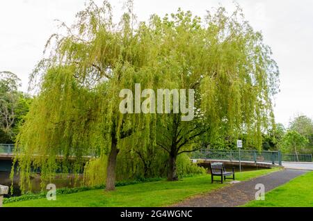 Un Willow Tree piangente (Salix Babylonica) sulla riva del fiume Coquet a Warkworth, Northumberland Foto Stock