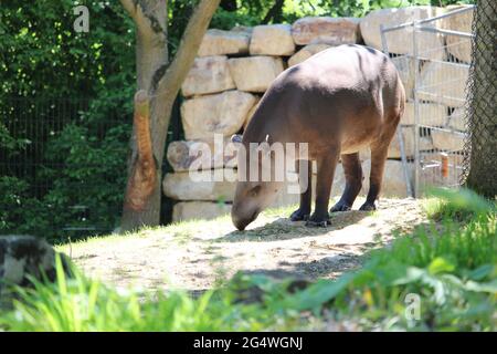 Primo piano di un solo tapiro pascolo nello zoo Foto Stock