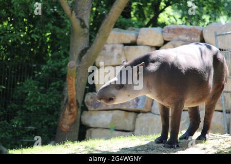 Solo tapiro riposante all'aria aperta Foto Stock