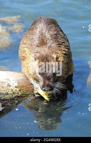 Closeup di un muskrat furry che galleggia nel fiume Foto Stock