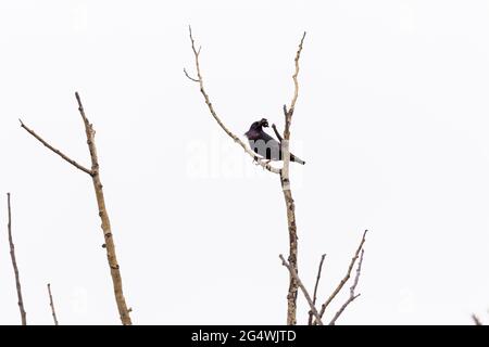 Un uccello nero appollaiato su rami di albero con una bocca piena di vermi con foglie verdi sfocate sullo sfondo Foto Stock