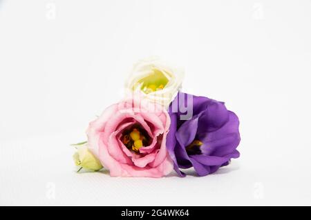 Un piccolo bouquet di fiori di eustoma su sfondo bianco Foto Stock