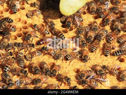 Queen Bee tra i suoi lavoratori su una cornice Hive Brood Nest Foto Stock