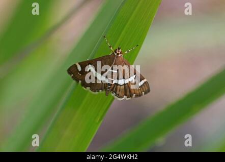 Bietola Webworm (Spoladea recurvalis) adulto a riposo sulla vegetazione sud-est del Queensland, Australia Dicembre Foto Stock