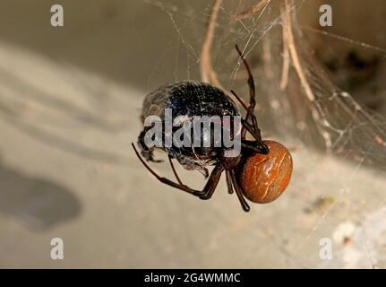 Redback Spider (Latrodectus hasseltii) femmina con prede a sud-est del Queensland, Australia Dicembre Foto Stock