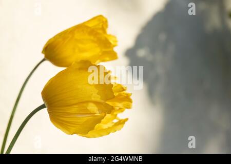 Primo piano di due papaveri gialli e una grande ombra scura. Concetto di bene e male. Foto Stock