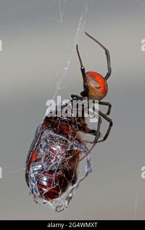 Redback Spider (Latrodectus hasseltii) femmina con prede a sud-est del Queensland, Australia Dicembre Foto Stock