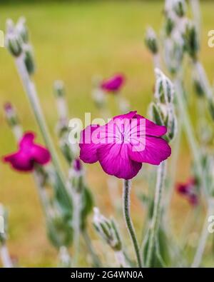 Rosa campion fiorisce nel giardino estivo Foto Stock