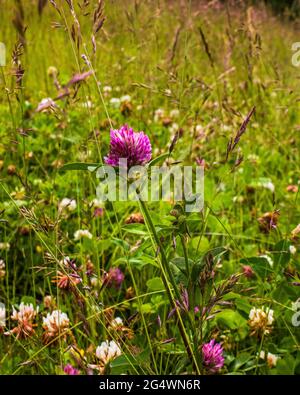 Il trifoglio viola selvaggio fiorisce in un campo di fiori selvatici Foto Stock