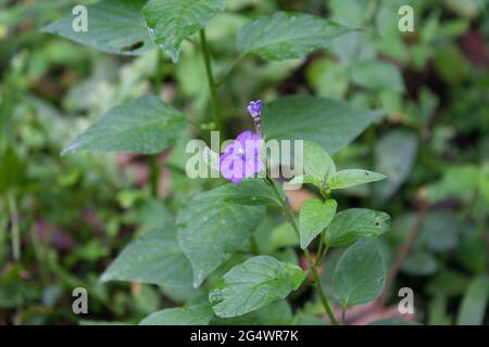 Primo piano di un fiore viola di Ametista con foglie verdi su sfondo sfocato Foto Stock