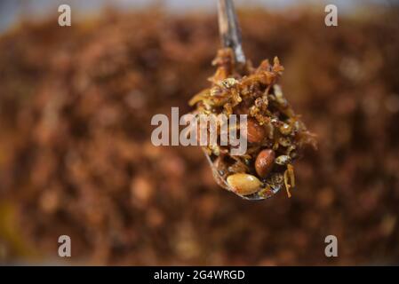 Anchovy fritto con salsa piccante rossa, Balado Teri Medan Foto Stock