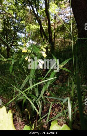 Wiesen-Wachtelweizen (Melampyrum pratense) - frumento tenero bovino, Mechernich, Nordrhein-Westfalen, Germania Foto Stock