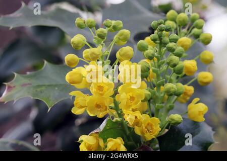 gelbe Blüten einer Gewöhnlichen Mahonie oder Stechdornblättrige Mahonie (Berberis aquifolium), Weilerswist, Nordrhein-Westfalen, Deutschland Foto Stock