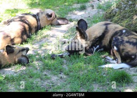 In uno zoo si sono avvistate le inene che giacciono sull'erba verde Foto Stock