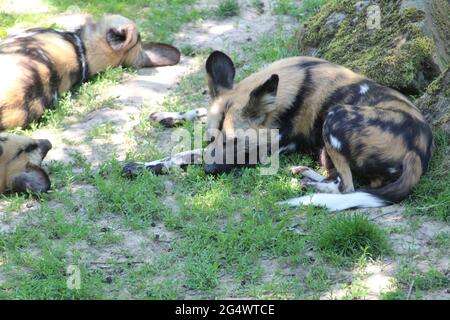 In uno zoo si sono avvistate le inene che giacciono sull'erba verde Foto Stock