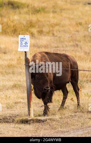 Bisonte (bisonte) che graffia su un cartello di zona chiusa a National Bison Range, Montana Foto Stock