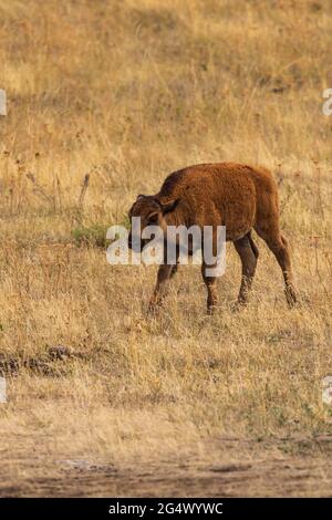 Vitello bisonte (bisonte) nella National Bison Range, Montana Foto Stock