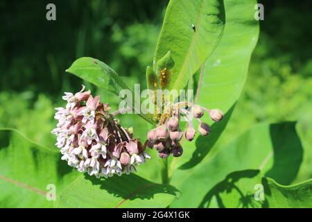 Oleandri afidi su una pianta di Milkweed comune Foto Stock