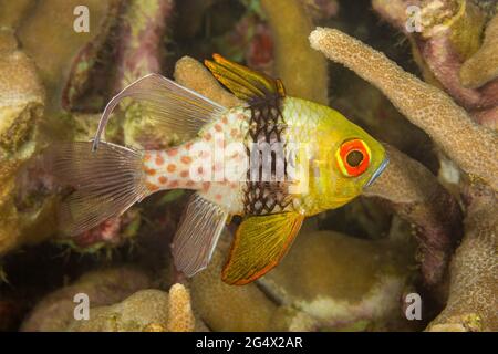 Un pigiama cardinalfish, Sphaeramia nematoptera, fotografato di notte fuori dell'isola di Yap, Micronesia. Foto Stock