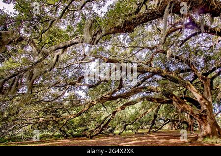 Gli alberi di quercia vivi del sud si trovano nello storico boschetto di querce nel New Orleans City Park, 14 novembre 2015, a New Orleans, Louisiana. Foto Stock