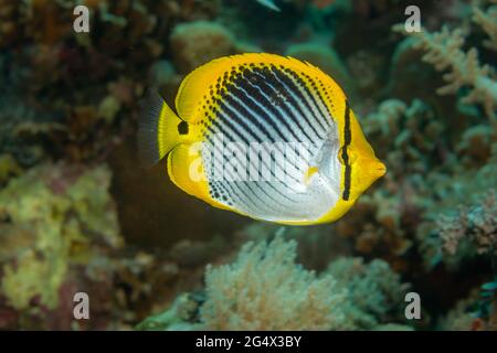 Il pesce farfalla a coda di puntini, Chaetodon ocellicaudus, si trova di solito in aree ricche di coralli, Filippine. Foto Stock